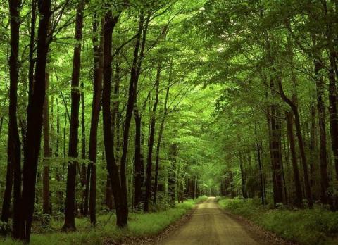 Varázslatos erdő mesél a személyiségedről