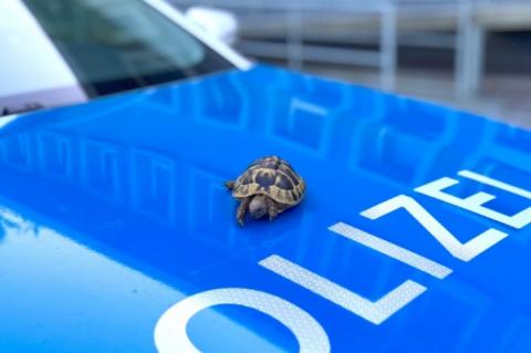 Bevált a teknőcös stratégia