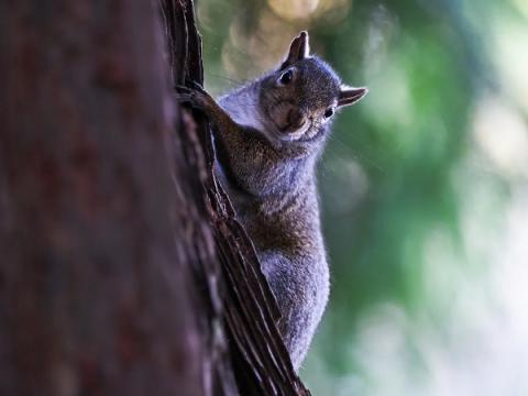 Majdnem embert ölt egy mókus