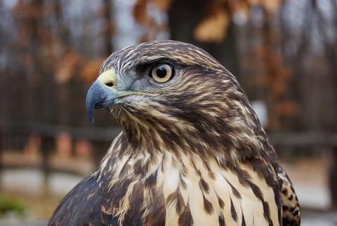 Védett madarak megmérgezése miatt rendelt el nyomozást az ügyészség