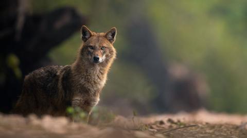 Penészgombamérgeket mutattak ki a dél-magyarországi aranysakálok szervezetében