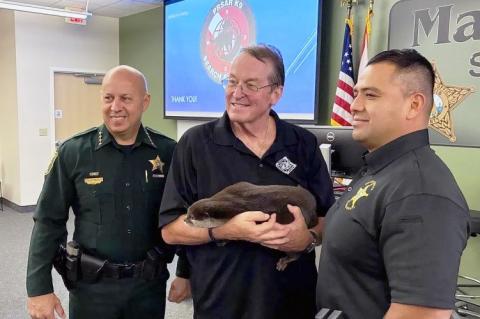 Keresővidra Floridában