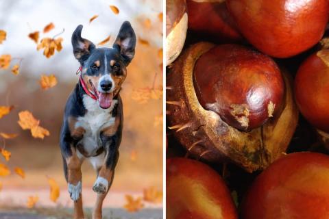 Megmérgezheti a kutyádat a vadgesztenye