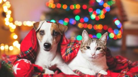 A házikedvencek tették tönkre a karácsonyt