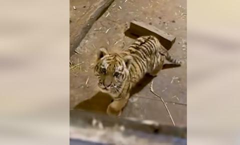 Rendészeti Államtitkárság: tigrist találtak egy tiszafüredi házban