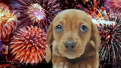 A háziállatok védelmére hívják fel a figyelmet a szilveszteri tűzijátékok idején az állatvédők