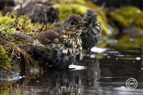 Az énekes rigó az év madara 2026-ban
