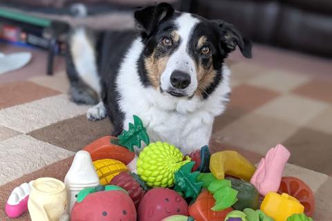 Az ELTE etológusainak vizsgálata szerint a kutyák gazdáik beszélgetéséből is képesek új szavakat tanulni