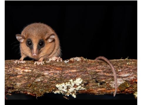 2025-ben felfedezett állatfajok