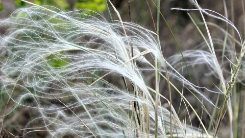 A homoki árvalányhaj lett az év vadvirága