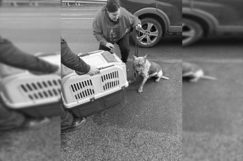 Szabadnapos kutyás rendőr fogta be az elkóborolt ebet