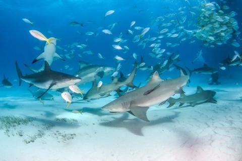 A turizmus miatt jelenhetett meg kokain és fájdalomcsillapító a bahamai cápák vérében