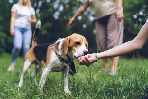 Ne szagoltasd meg a kezed idegen kutyával, mert könnyen fenyegetésként értelmezheti!