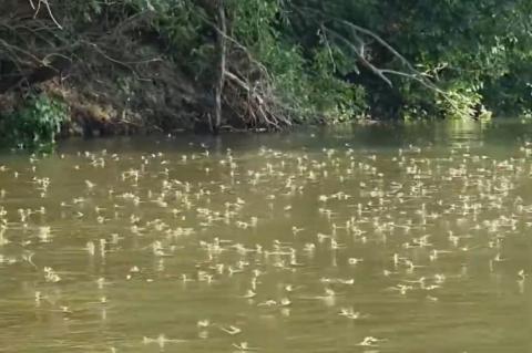 Rendőrség: megkezdődött a Tisza virágzása, tilos a védett állatok élő vagy elhullott példányainak gyűjtése