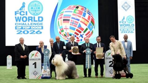 Magyar tulajdonú bobtail lett a világ legszebb kutyája Bolognában