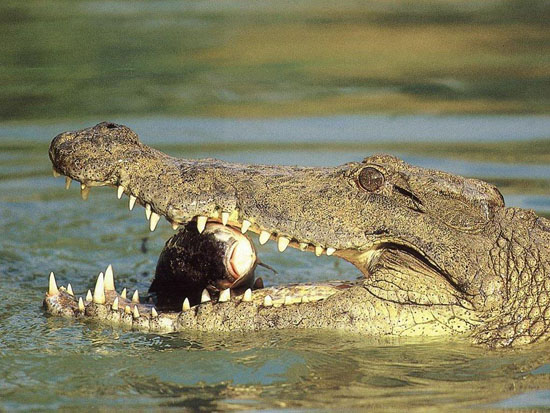 Krokodil támadás, Balaton