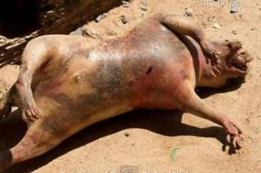 Vízi szörnyet vetett partra a víz New Yorkban