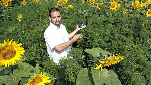 Parlagfű miatt akár 5 milliós bírság