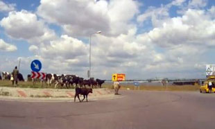 Tehenek a körforgalomban legelnek - videóval...
