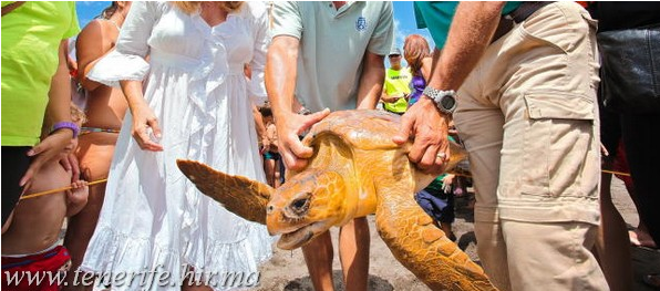 Tenerifén 3 tengeri teknőst visszaengedtek az óceánba