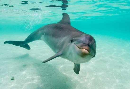Búvárokkal szexelne a delfin (videó)