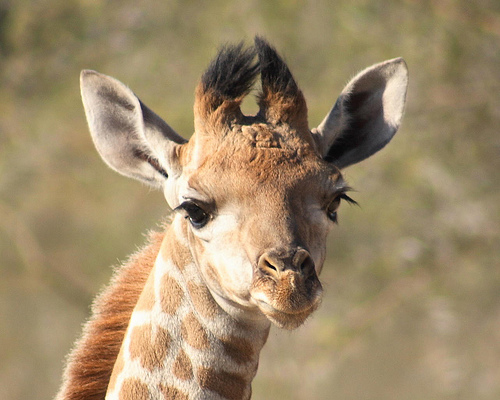 Egy zsiráf születése - videó