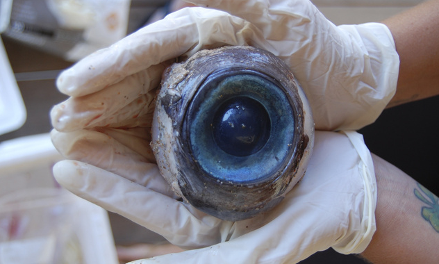 Megoldódott a hatalmas kék szemgolyó rejtélye 