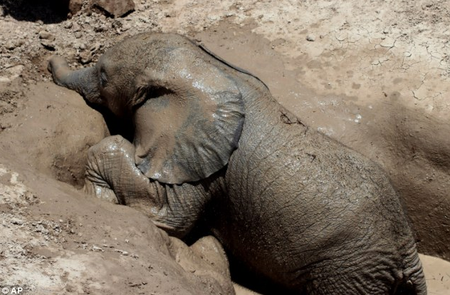 Csapdába esett bébi elefántot mentettek! (videó)