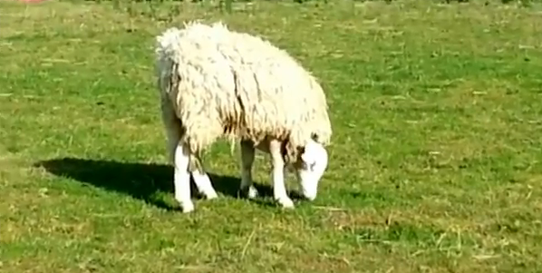 Terry, a fordított fejű bárány (videó)