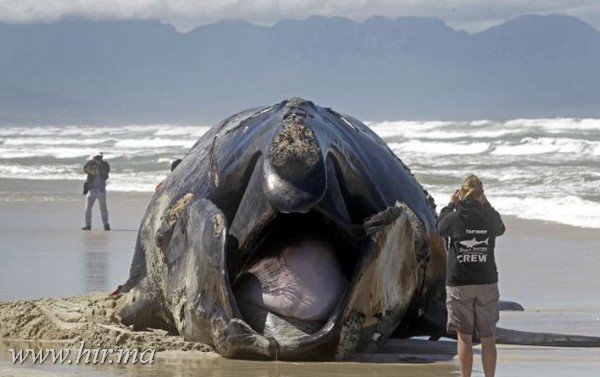 Óriás bálna vetődött a partra Dél- Afrikában