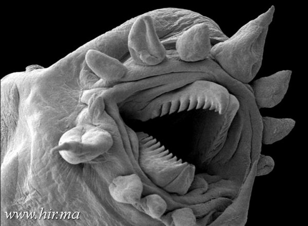 Ijesztő, mikroszkópikus szörnyek