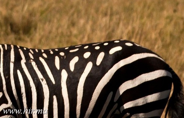 Egy zebra, amely hátát pöttyök díszítik csíkok helyett