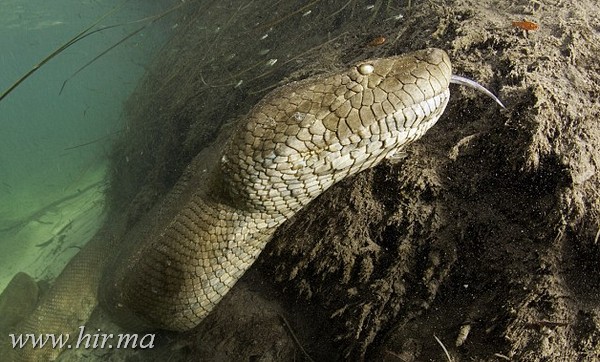Közeli fotók egy 8 méteres anakondáról