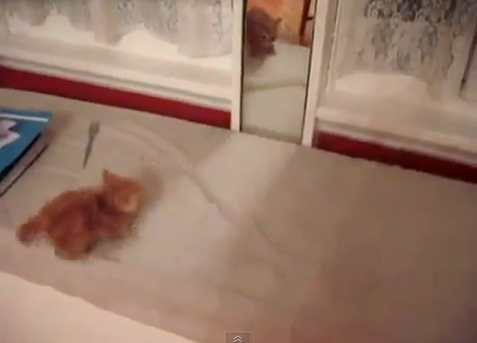 Kiscica, aki támadni próbálja saját magát a tükörben! Videó :)