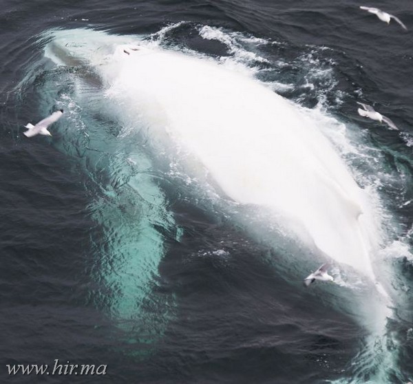 Ritka hófehér hosszúszárnyú bálnát találtak