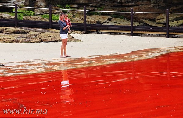 Ausztráliában a Bondi Beach vize vérpirossá változott