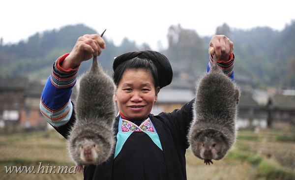 Kínában hatalmas patkányokat tenyésztő farm működik