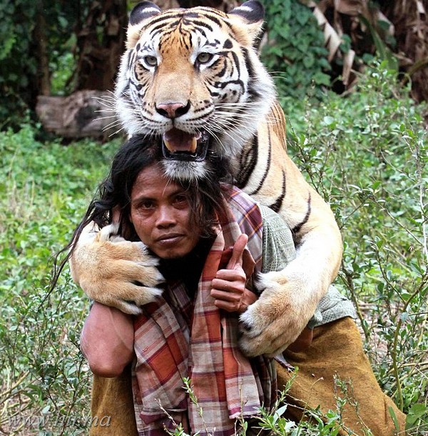 Egy indonéz férfinek egy kifejlett tigris a házikedvence