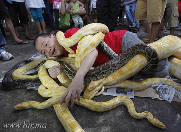 A man is seen wrapped with pythons, some which include the Albino Burmese Python, as part of a show celebrating the coming Year of the Snake in the Chinese calendar, while spectators look on, in Malabon city, north of Manila