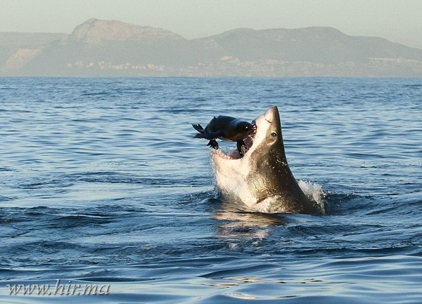 A vacsora tálalva! Nagy fehér cápa fókára vadászik!