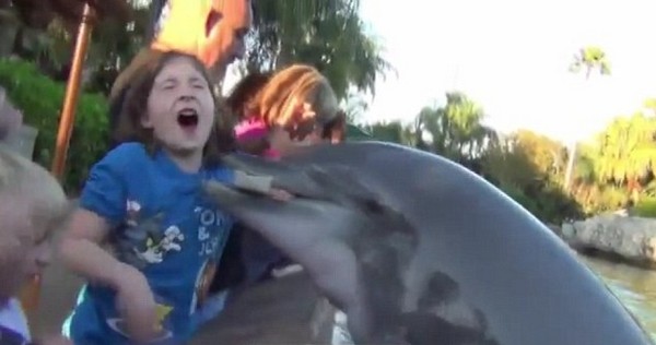 Egy delfin megharapta az őt etető kislányt