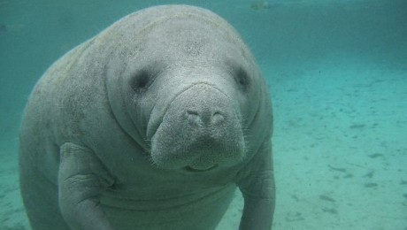 Lamantinon tilos lamantinogolni