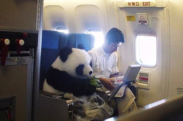 Busniess osztályon repült egy hatalmas panda maci Kínából Amerikába!