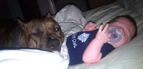 Kocsmába járt és ilyenkor a pittbull vigyázott a csecsemőre