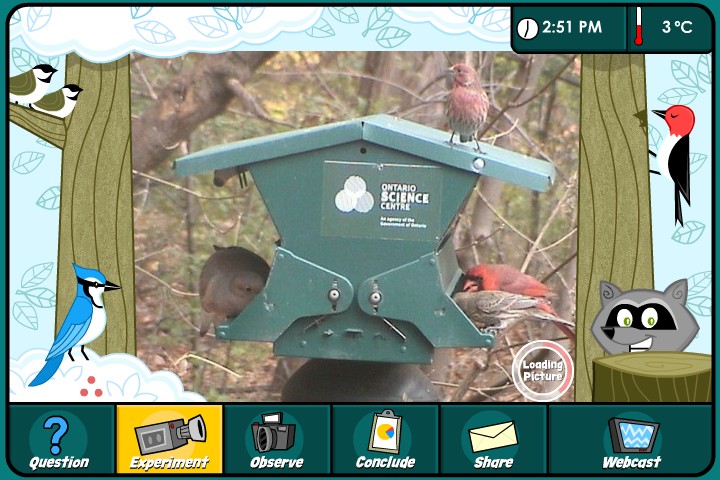 Webkamerán nézhetők egy Nógrád megyei madáretető vendégei 