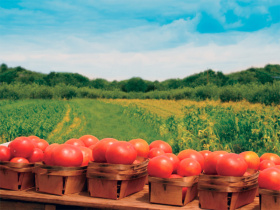 A magyarok véleményét is várja az Európai Bizottság a biogazdálkodásról