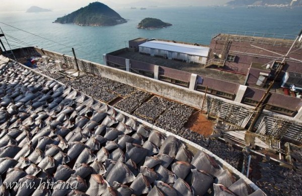 Borzalmas képek arról, hogy is szárítanak a tetőkön több, mint 18 ezer cápauszonyt