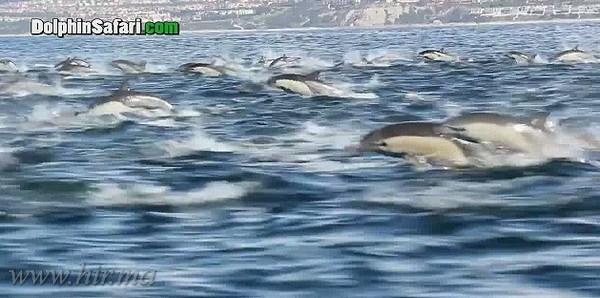 Több száz delfint sikerült lefilmezni egyszerre!
