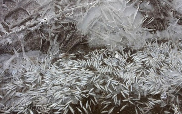 Kínában fagyott folyóból szedik össze a fagyott halakat a helyiek