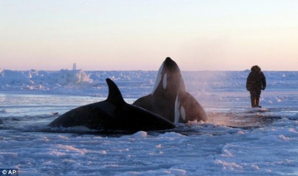 Egy tucat gyilkos bálna jégcsapdába szorult Kanadában
